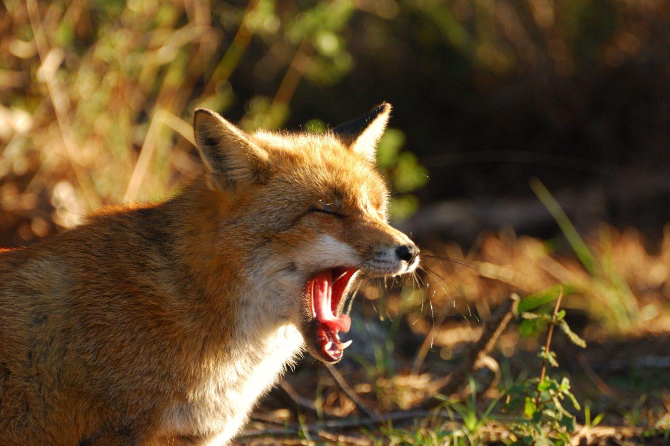 Il Parco Naturale della Maremma - Residenza Principina